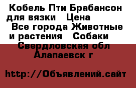 Кобель Пти Брабансон для вязки › Цена ­ 30 000 - Все города Животные и растения » Собаки   . Свердловская обл.,Алапаевск г.